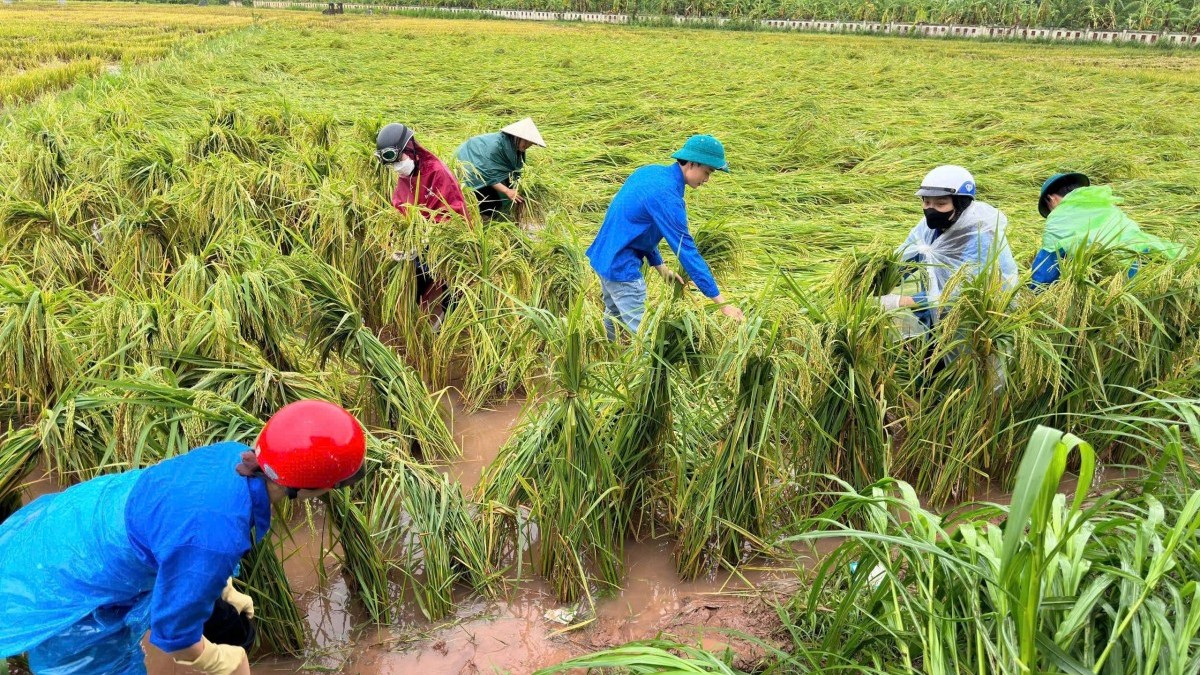 Bão số 3 gây thiệt hại lớn về lúa và hoa màu của người dân