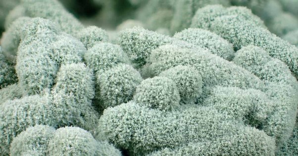 Cách phòng trừ bệnh hại do nấm cho cây trồng bằng cách sử dụng trichoderma