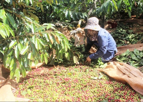 Tuy Đức chuyển đổi nông nghiệp thích ứng biến đổi khí hậu