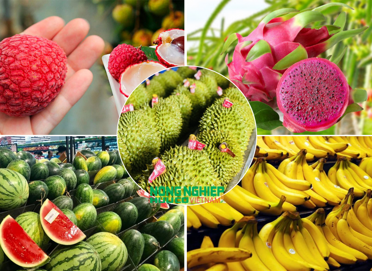 Lễ hội trái cây Việt Nam tại thủ đô Bắc Kinh nhằm quảng bá thương hiệu, hình ảnh về trái cây nhiệt đới ngon, bổ dưỡng của Việt Nam, sẽ thu hút sự quan tâm, tham dự của đông đảo các doanh nghiệp Trung Quốc và quốc tế.(Ảnh minh họa)
