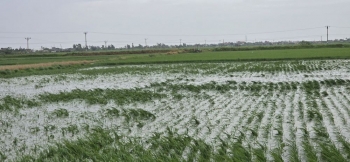 Gần 55.000 ha lúa ở Thái Bình thiệt hại nghiêm trọng do bão số 3