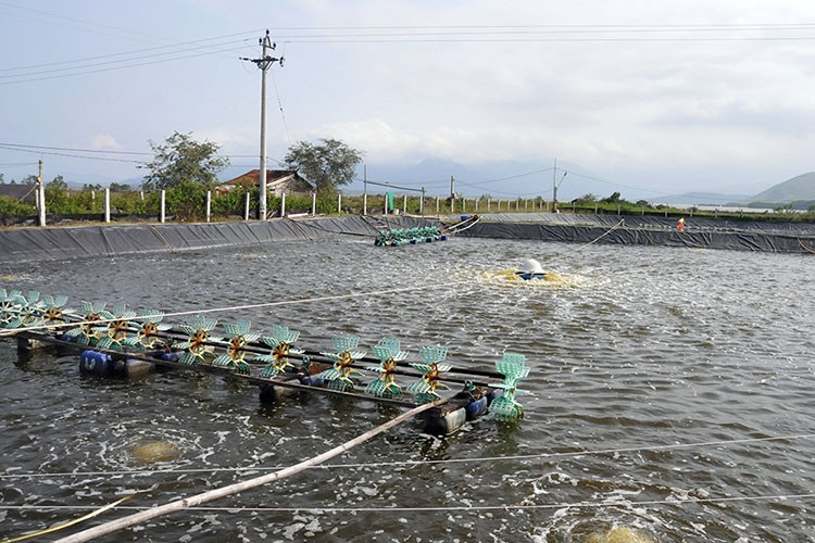 Thừa Thiên Huế chạy đua thu hoạch 3.000 ha thủy sản trước mưa bão