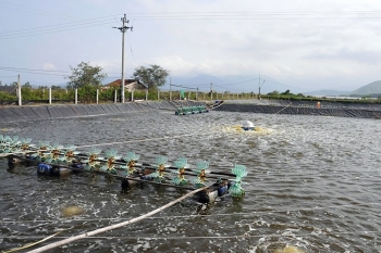 Thừa Thiên Huế chạy đua thu hoạch 3.000 ha thủy sản trước mưa bão