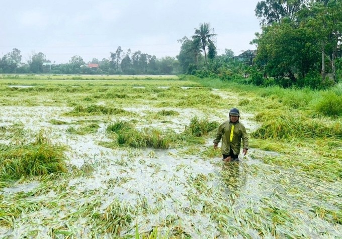 Ninh Bình khôi phục sản xuất nông nghiệp sau bão số 3