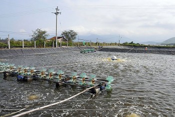 Thừa Thiên Huế chạy đua thu hoạch 3.000 ha thủy sản trước mưa bão