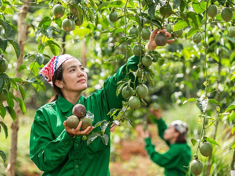 Trong 5 năm qua, sản lượng và kim ngạch xuất khẩu chanh leo tăng hơn 300% và luôn nằm trong top 10 loại trái cây có kim ngạch xuất khẩu cao.