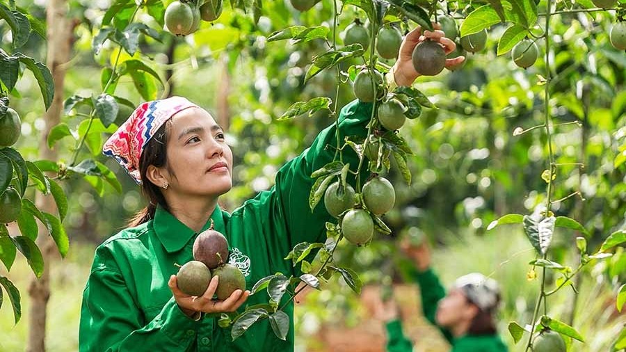 Chanh leo Việt Nam nhận "giấy thông hành" sang Úc