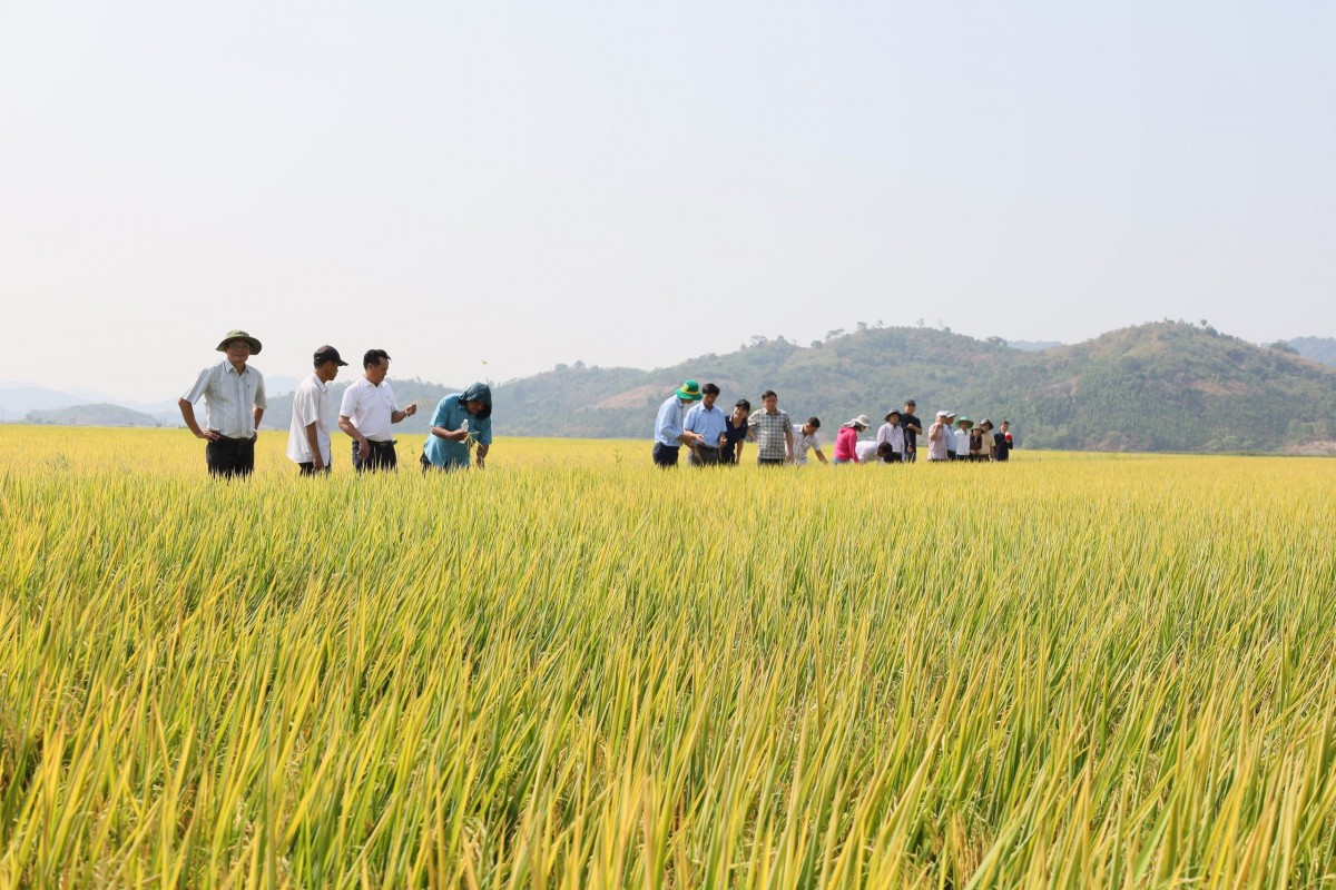 Chính phủ ban hành chính sách hỗ trợ bảo vệ đất trồng lúa. 