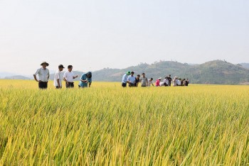 Chính phủ ban hành chính sách về đất trồng lúa