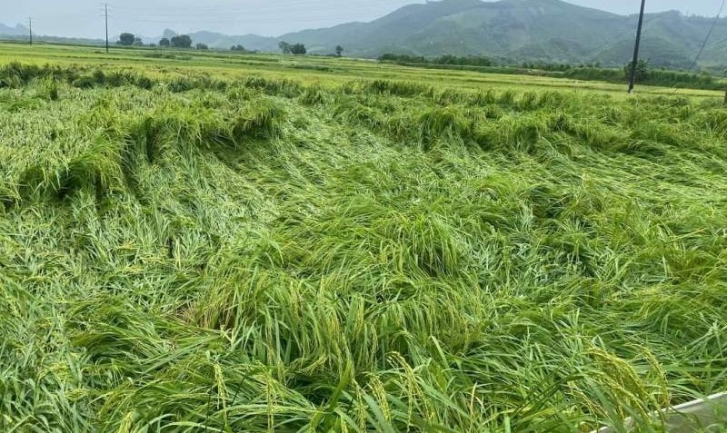 Thanh Hóa: Hàng ngàn ha lúa, hoa màu ngập úng