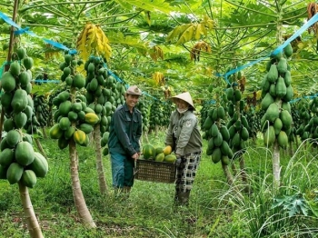 Đồng Nai đẩy mạnh phát triển cây ăn quả, xây dựng thương hiệu nông sản chủ lực