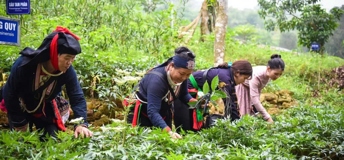 Phát triển cây dược liệu đang góp phần giải quyết công ăn việc làm, nâng cao thu nhập cho người dân miền núi. - Ảnh minh họa