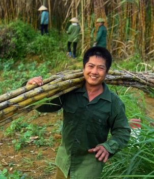 Thiếu hụt nguồn cung mía nguyên liệu