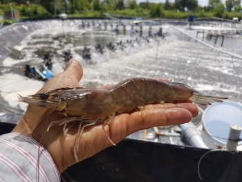 Giá tôm tăng đi kèm rủi ro lớn