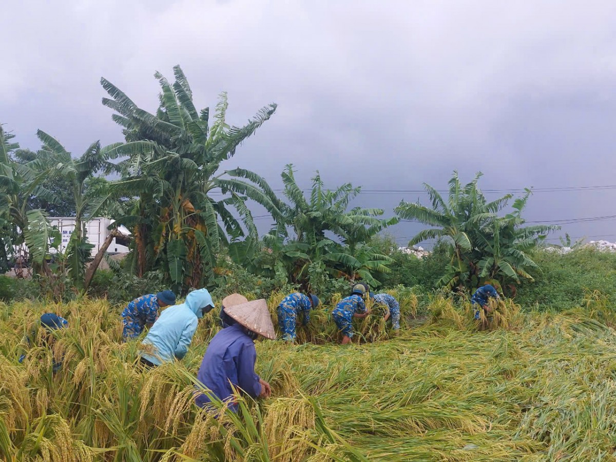 Bộ Nông nghiệp và Phát triển nông thôn tập trung chỉ đạo, có kế hoạch sản xuất linh hoạt, hiệu quả và các biện pháp khắc phục hậu quả để khôi phục sản xuất nông nghiệp ngay sau bão, mưa lũ.