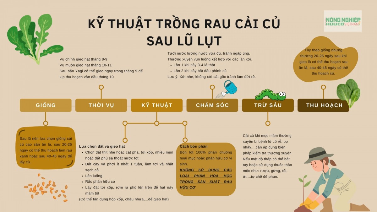 Kỹ thuật trồng rau cải củ sau lũ lụt