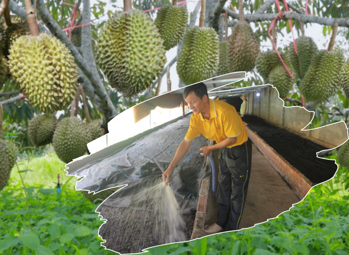 Với sự đổi mới sáng tạo người nông dân đã biến phụ phẩm nông nghiệp thành phân bón hữu cơ.