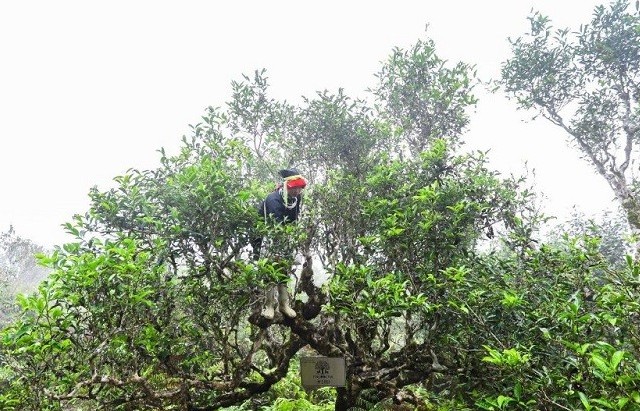 Những lưu ý khi sản xuất chè hữu cơ