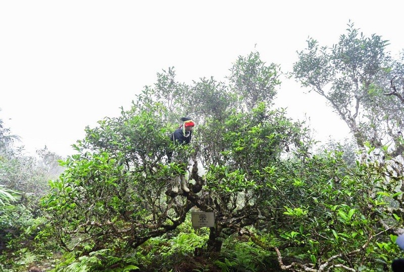 Những lưu ý khi sản xuất chè hữu cơ