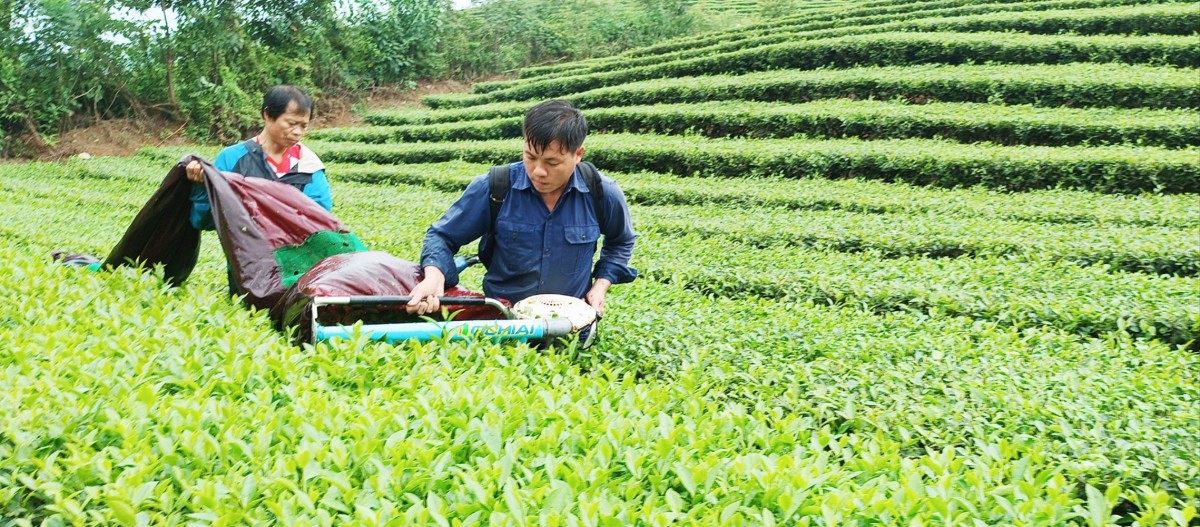 Theo thống kê của ngành nông nghiệp Lào Cai, tính đến nay, toàn tỉnh có 8.369 ha chè, trong đó chè kinh doanh là 5.767 ha.