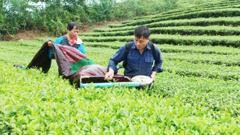 Người dân Lào Cai thu về hàng trăm tỉ đồng từ búp chè tươi