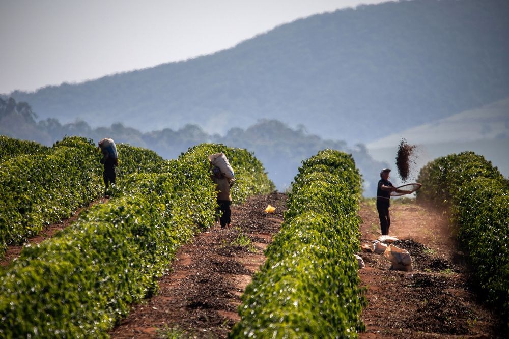 Brazil khô hạn, giá cà phê ngày càng 