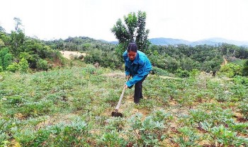 Tăng cường quản lý sức khỏe của đất hướng tới sản xuất trồng trọt bền vững