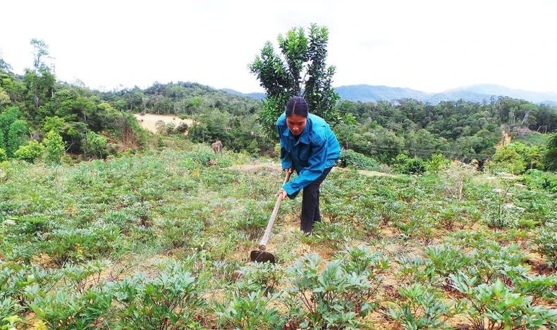 Tăng cường quản lý sức khỏe của đất hướng tới sản xuất trồng trọt bền vững