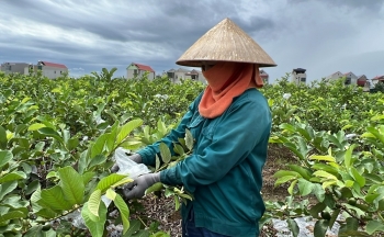 Điểm sáng nông nghiệp với những mô hình "triệu đô"