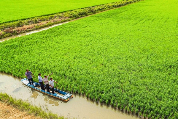 Huyện Cái Nước hứa hẹn vụ mùa bội thu bất chấp mưa lũ