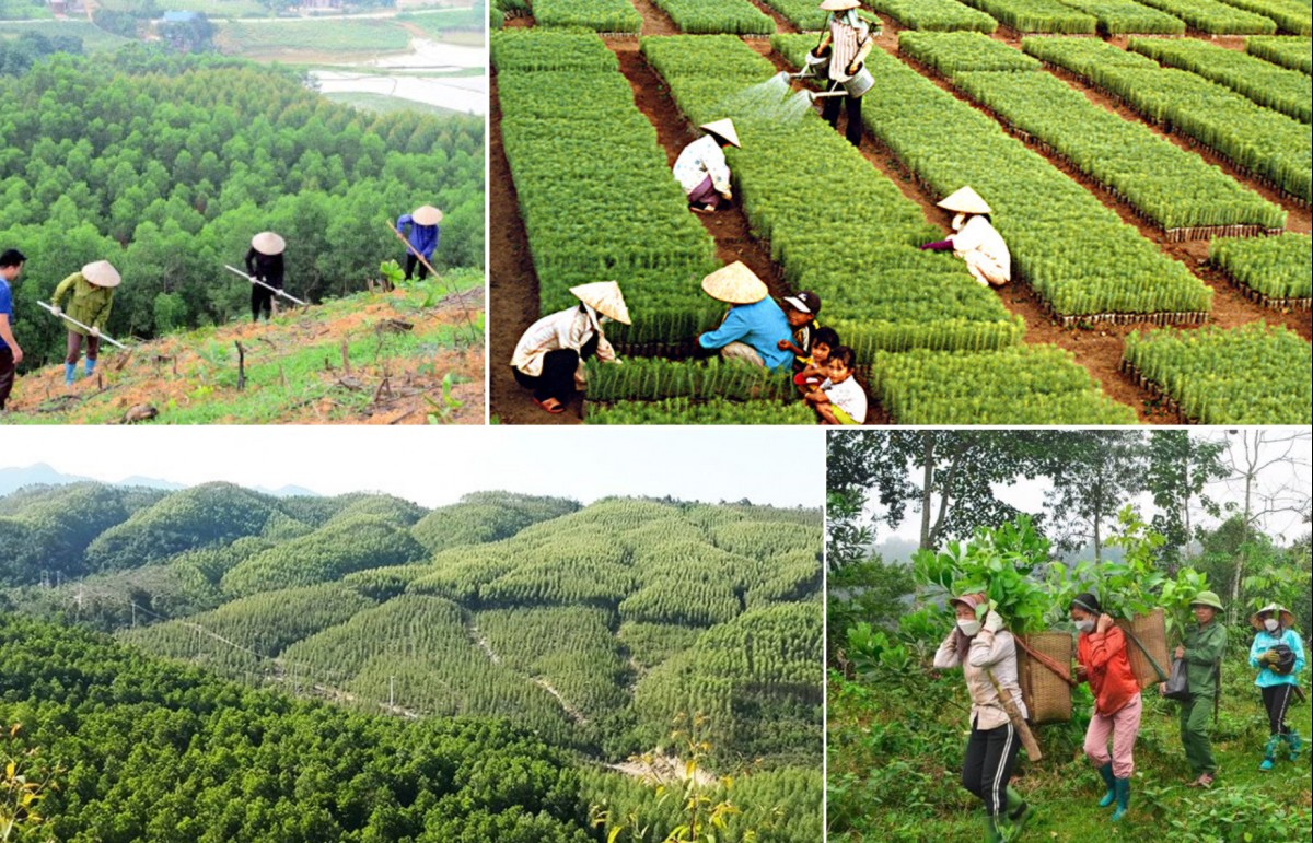 Ngành nông nghiệp từ chăn nuôi, trồng trọt đều có triển vọng cung ứng tín chỉ carbon