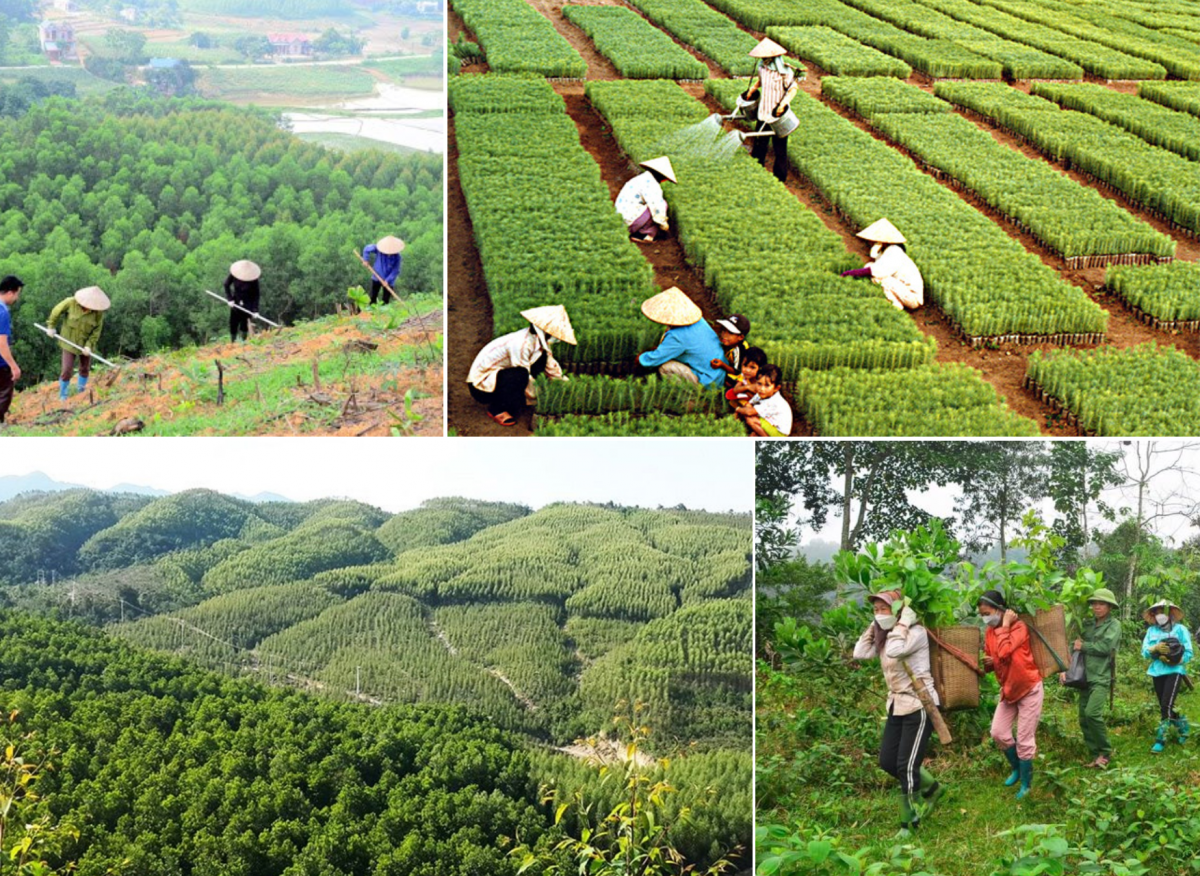 Ngành nông nghiệp từ chăn nuôi, trồng trọt đều có triển vọng cung ứng tín chỉ carbon