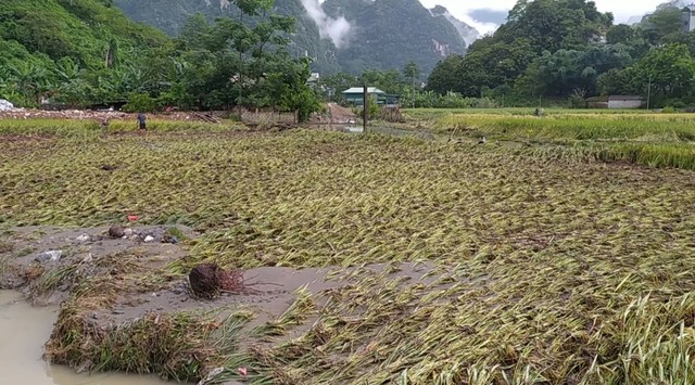 Tăng cường hỗ trợ, tái phát triển nông nghiệp sau bão