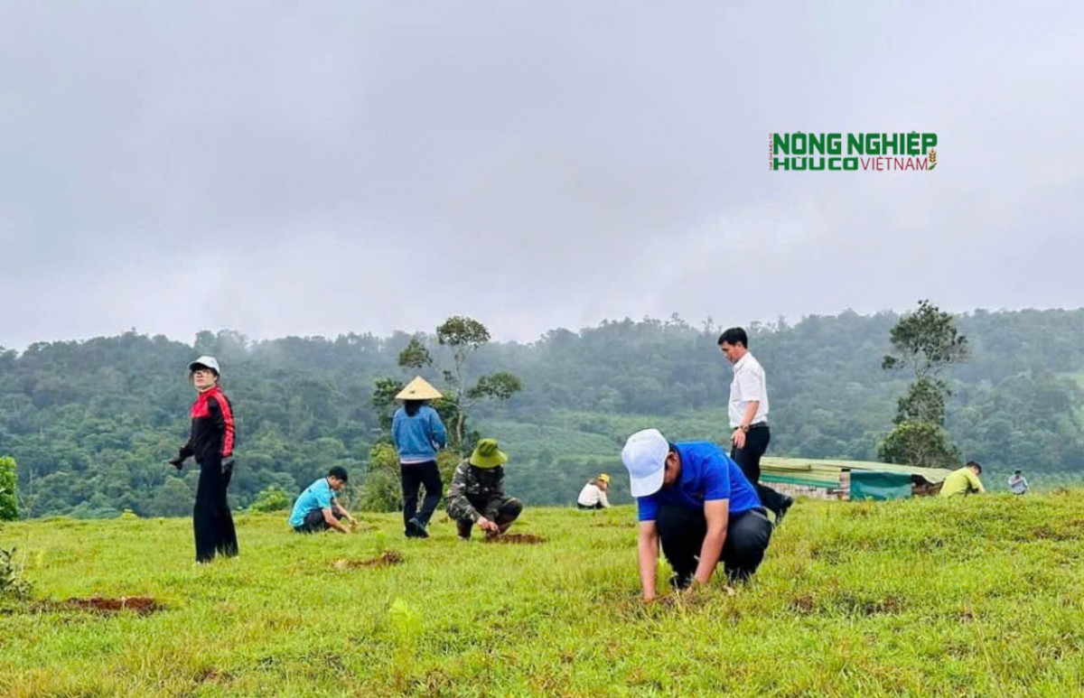 Đắk Nông: Trồng 20 ngàn cây 