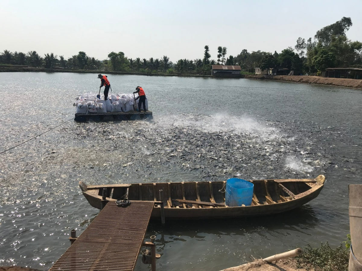 An Giang: Cơ cấu lại ngành nông nghiệp, thúc đẩy phát triển các chuỗi liên kết