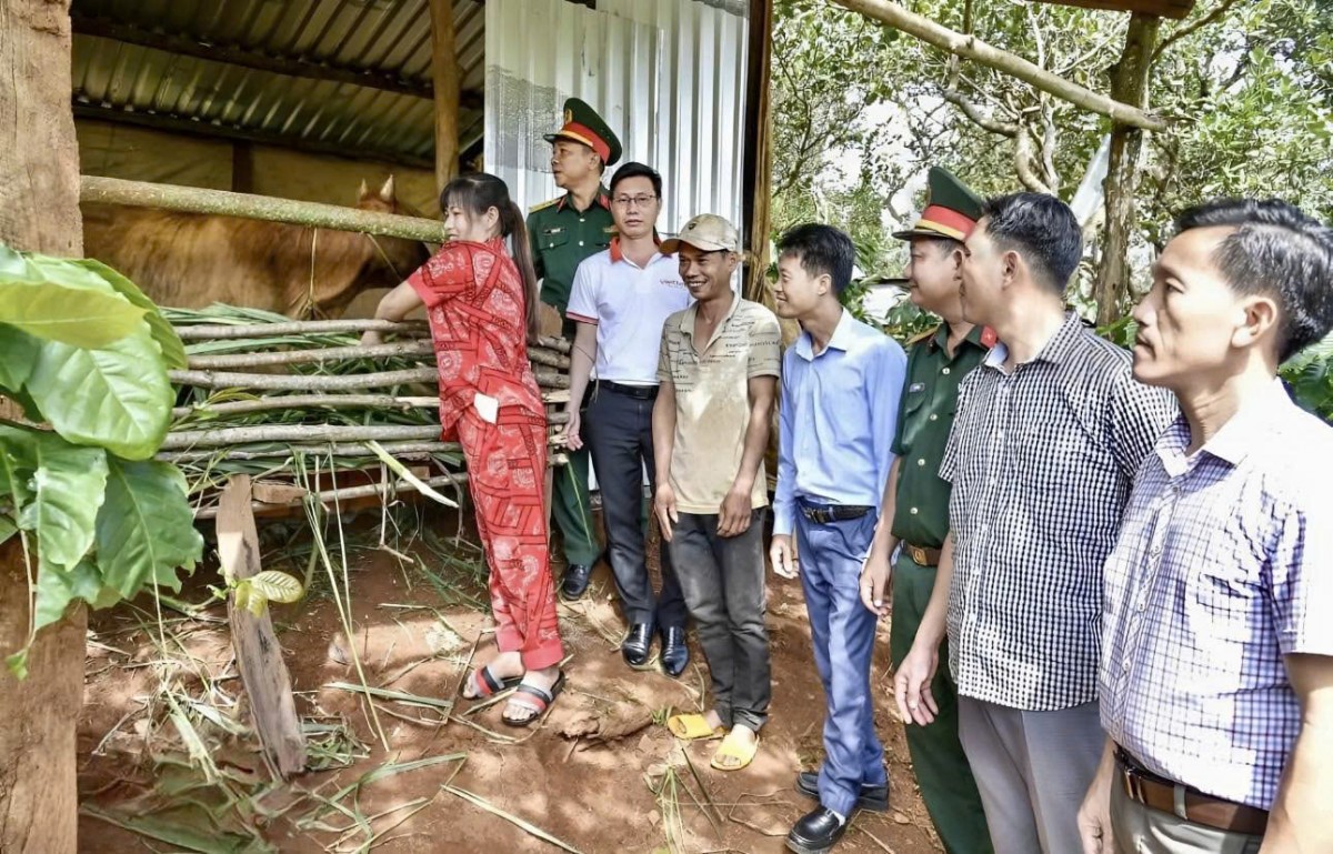 Đắk Nông: Tặng bò giống, tạo sinh kế để hộ nông dân thoát nghèo