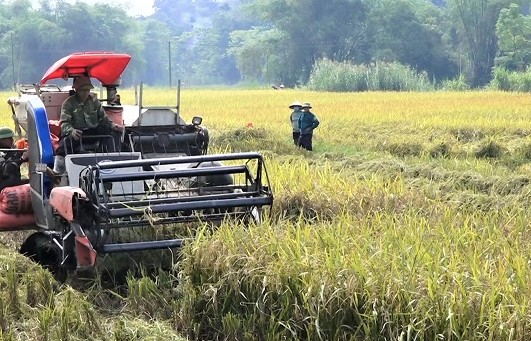 Yên Bái: huyện Lục Yên khẩn trương thu hoạch lúa mùa sau cơn bão số 3