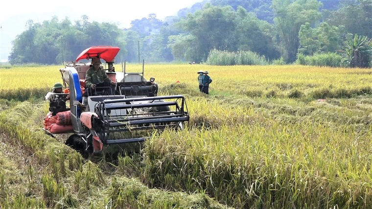 Yên Bái: huyện Lục Yên khẩn trương thu hoạch lúa mùa sau cơn bão số 3