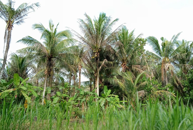 Sâu đầu đen ngày càng hoành hành, người trồng dừa miền Tây lao đao