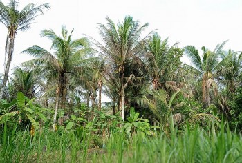 Sâu đầu đen ngày càng hoành hành, người trồng dừa miền Tây lao đao