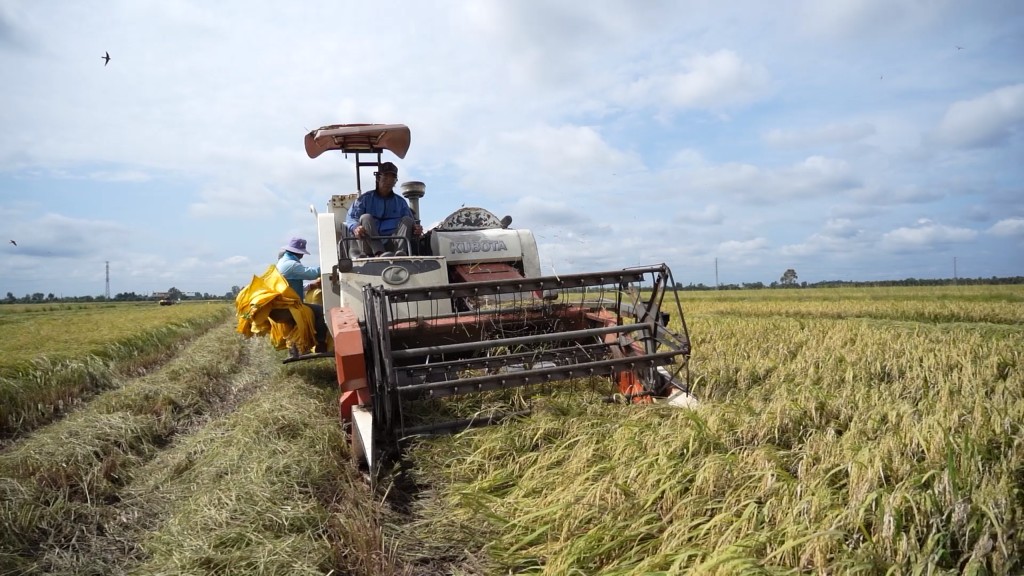 Sản lượng lúa Hè Thu Long An vượt 1,1 triệu tấn