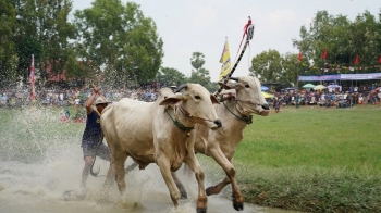 Công ty CP Phân bón Bình Điền đồng hành cùng hội đua bò Bảy Núi tỉnh An Giang