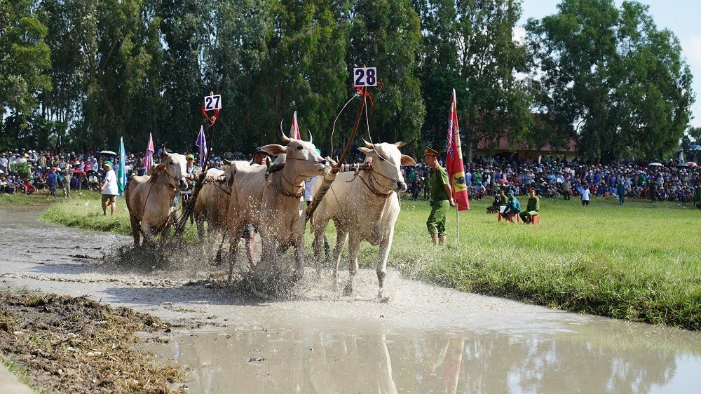 Công ty CP Phân bón Bình Điền đồng hành cùng hội đua bò Bảy Núi tỉnh An Giang