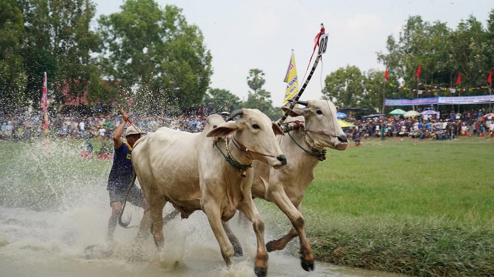 Công ty CP Phân bón Bình Điền đồng hành cùng hội đua bò Bảy Núi tỉnh An Giang