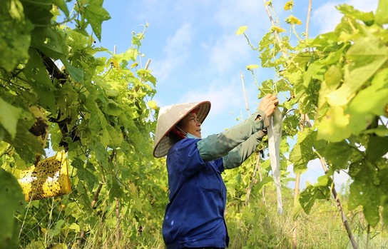 Sống chung giữa nông nghiệp an toàn và nông nghiệp hữu cơ trong chiến lược an ninh lương thực