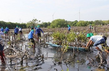 Hơn 75.000 cây đước được trồng tại ven biển Bạc Liêu