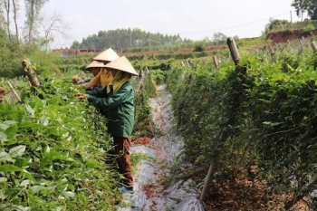 Chăn nuôi "xanh" từ phụ phẩm sâm Nam núi Dành