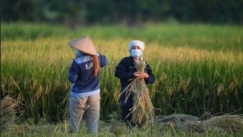 Nông dân Việt 'bán' carbon: Lợi cả đôi đường