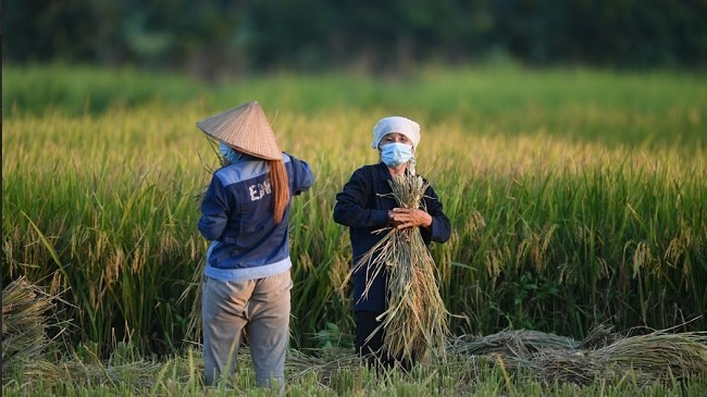 Nông dân Việt 