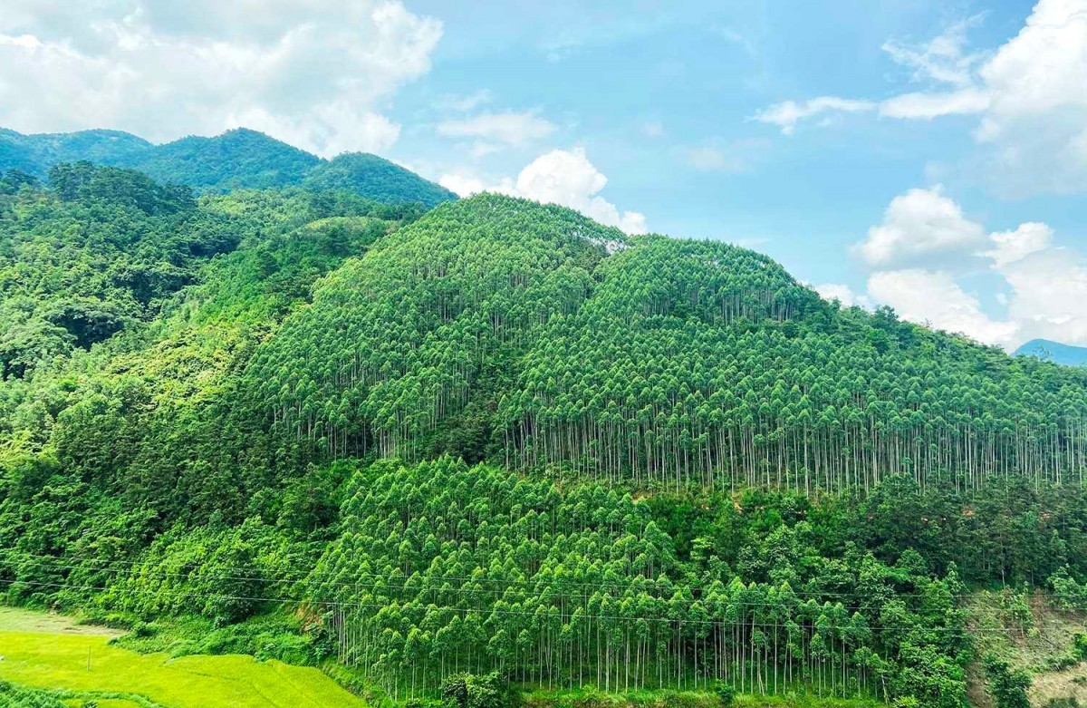 Gỡ "nút thắt" trong quản lý sử dụng đất lâm nghiệp: Cần giải pháp đồng bộ và quyết liệt